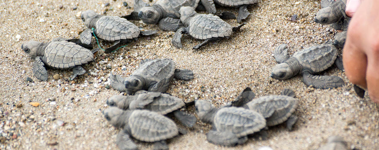 Release of sea turtles